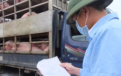 Giá lợn tăng vọt 35.000 đồng/kg, đừng để giật mình khi đường biên đóng lại