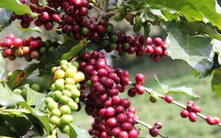 Giá nông sản hôm nay (24.7): Cà phê, hồ tiêu phiên đầu tuần yên ắng, giá ít biến động