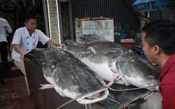 Cặp cá lăng cực hiếm 100 kg bay từ Campuchia về Hà Nội