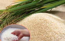 Tổ chức lại sản xuất, xây dựng thương hiệu lúa gạo theo nhu cầu thị trường