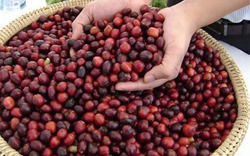 Giá nông sản hôm nay 19/8: Giá tiêu rơi tự do mất mốc 90, cà phê tăng vọt 1 triệu đồng/tấn