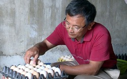 Nuôi gà Ai Cập đẻ trứng, lãi 500 triệu đồng/năm ở Nam Định