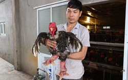 Bí quyết thu lãi nửa tỉ đồng mỗi năm từ nuôi gà Đông Tảo 