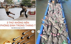 Phóng sinh gì tốt nhất?