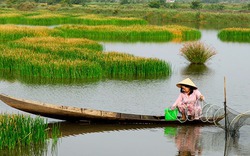 Cây đặc sản "lộc trời" cỏ năn bộp ở Bạc Liêu