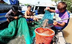 Chợ cá đồng mùa nước nổi xôn xao sông nước miền Tây