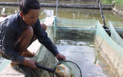 1ha nuôi cá nước ngọt mỗi năm thu lãi 100 triệu đồng ở Ninh Thuận