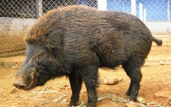 Người nuôi lợn rừng cẩn trọng với những bệnh thường gặp