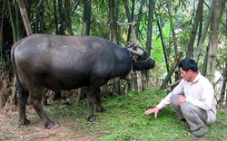 Nuôi trâu thương phẩm yên tâm đầu ra, thu nhập khá