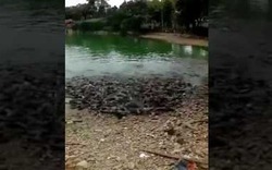 Người phụ nữ ra bờ sông cho cá ăn, chỉ sau 1 giây hình ảnh kinh hoàng xuất hiện