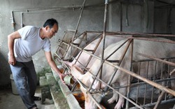 Giá lợn hôm nay 21/8: Lo giá thất thường, Quảng Ngãi dừng hỗ trợ người nuôi lợn