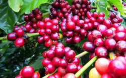 Giá nông sản hôm nay 22/8: Tiêu tăng vững, cà phê lên sát ngưỡng 46.000 đồng/kg