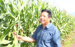 Chuyện ông trồng bắp “vô địch” ở Xuân Lộc
