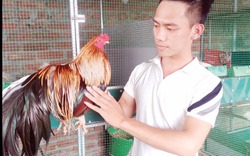 Chàng trai "9x" nuôi gà kiểng trăm triệu trên sân thượng ở Hà Thành