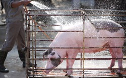 Giá lợn hơi hôm nay 07/8: Chăn nuôi nhỏ vỡ nợ, trang trại lớn được "chống lưng" để tránh rủi ro