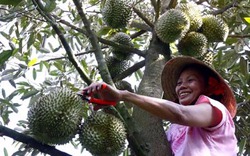 Sốt giống cây ăn quả đặc sản ở Tiền Giang đẩy giá tăng gấp ba lần