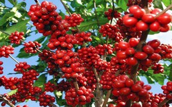 Giá nông sản hôm nay (01.8): Tiêu tăng mạnh đạt mức 86.000 đồng/kg, cà phê chao đảo