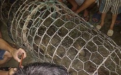 Dân bắt được cá sấu "khổng lồ" trên sông ở Hà Nội