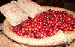 Giá nông sản hôm nay 27/8: Cà phê chới với, mức 46.000 đồng/kg tuần tới còn gian nan