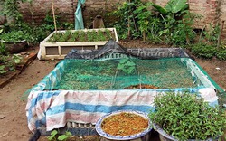 Nông dân phố "bật mí" cách diệt côn trùng bằng kê giường, mắc màn cho vườn rau sạch