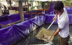 Mở hướng nuôi lươn đồng thương phẩm ở Trà Vinh