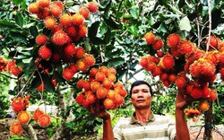 Chặt chôm chôm đặc sản trồng giống Thái nguy cơ nhận 'trái đắng'