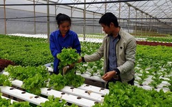 Cơn sốt trồng rau thủy canh ở Lâm Đồng, cẩn trọng với giấc mơ tiền tỷ