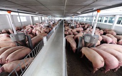 Giá lợn hôm nay (02.8): Muốn nuôi lợn sẽ phải đăng ký và chờ cấp phép