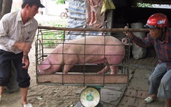 Giá lợn hôm nay 08/8: Giá lợn miền Bắc giảm mạnh, thương lái chỉ mua cầm chừng