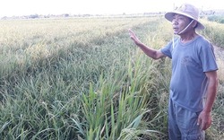 Cảnh báo dịch bệnh: Nông dân bất lực khi hàng trăm ngàn ha lúa nhiễm bệnh