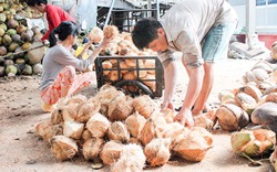 Giá nông sản hôm nay: Giá dừa khô Bến Tre tăng kỷ lục nông dân "cháy" hàng