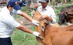 Cảnh báo dịch bệnh: Bệnh lở mồm long móng bùng phát trên đàn gia súc tỉnh Đắk Lắk