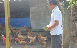 Thu nhập 25 triệu/tháng nhờ nuôi gà theo hướng an toàn sinh học