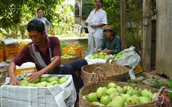 Nhà vườn Đồng Tháp phấn khởi vì xoài nghịch vụ giá cao kỷ lục