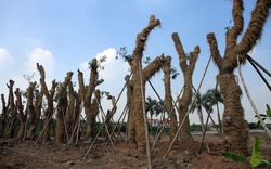 Clip: Công việc "hồi sinh" cây cổ thụ sau khi di dời ở Hà Nội