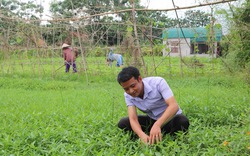 Cách trồng rau hữu cơ bắt sâu bằng tay ở Trác Văn