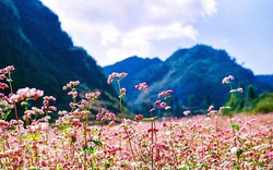 Tháng 10 lên Hà Giang ngắm hoa tam giác mạch