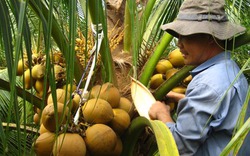 Trồng dừa Mã Lai nhàn hơn trồng lúa, thu nhập gấp 3 lần