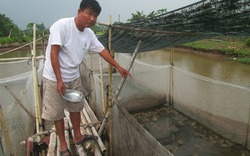 10 năm nuôi ếch Thái Lan mỗi năm bỏ túi 300 triệu đồng