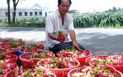 Tự hào nông dân Việt Nam 2017:  Anh Vạn Thành xuất khẩu thanh long cứu cả HTX