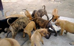Trang trại chó Phú Quốc tiền tỷ của cô gái trẻ