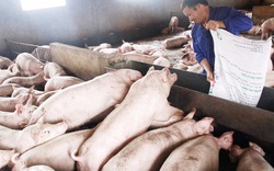 Liên kết chăn nuôi lợn - mấu chốt phát triển bền vững