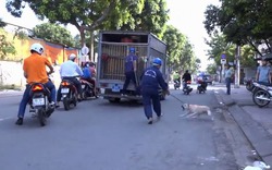 Đội săn bắt chó thả rông ở Sài Gòn