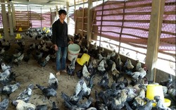 9X người Mông khởi nghiệp thành công với gà xấu xấu, bẩn bẩn