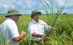 Cảnh báo dịch bệnh: Bệnh lùn sọc đen tàn phá hàng chục ngàn ha lúa, do thời tiết hay chủ quan?