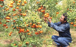 Nâng cao chất lượng vùng cây ăn quả theo quy trình VietGAP
