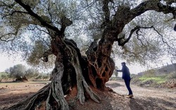 Vẻ "ma mị" của những cây ô liu nghìn năm cổ xưa nhất trái đất