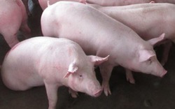 Giá lợn hôm nay (13/9): Vì sao giá lợn tăng nhưng nông dân không được lợi?