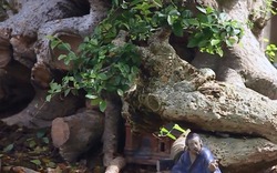 Tận mắt ngắm cây duối cổ Lão Mai Đại Thọ quý hiếm 1.000 năm tuổi