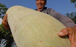 Sửng sốt với những trái cây khổng lồ “gây bão” thị trường Việt